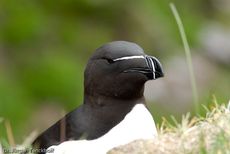 Tordalk (8 von 11).jpg